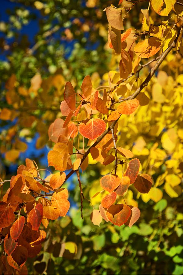 Fall Photograph - Changing Aspen Leaves by Lynn Bauer
