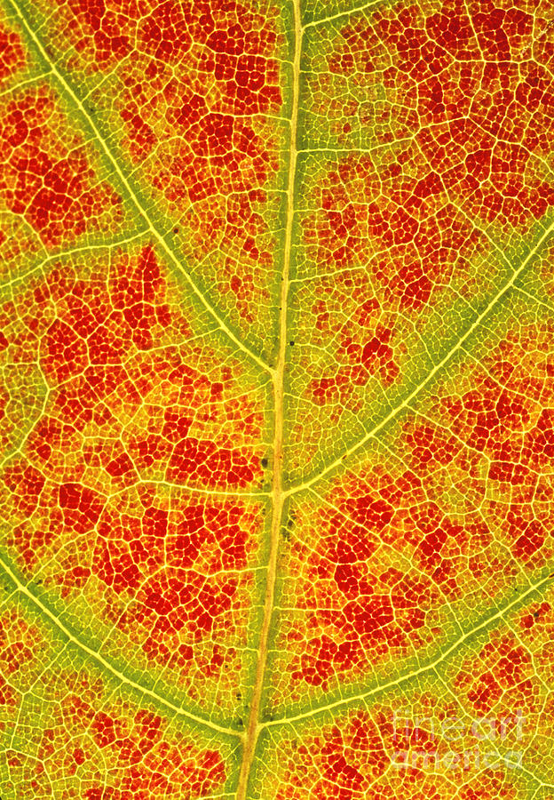 Changing cells of a sugar maple leaf Photograph by John Eastcott and Yva Momatiuk