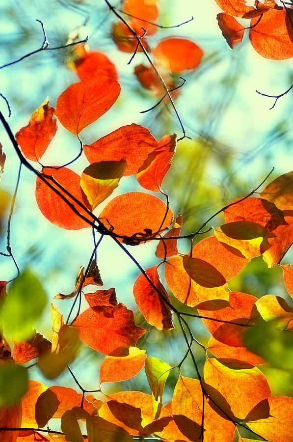 Fall Photograph - Changing Colors by Heather Fox