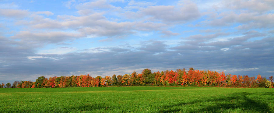Changing Fall Trees In Hedgerow And Photograph by Matt Champlin
