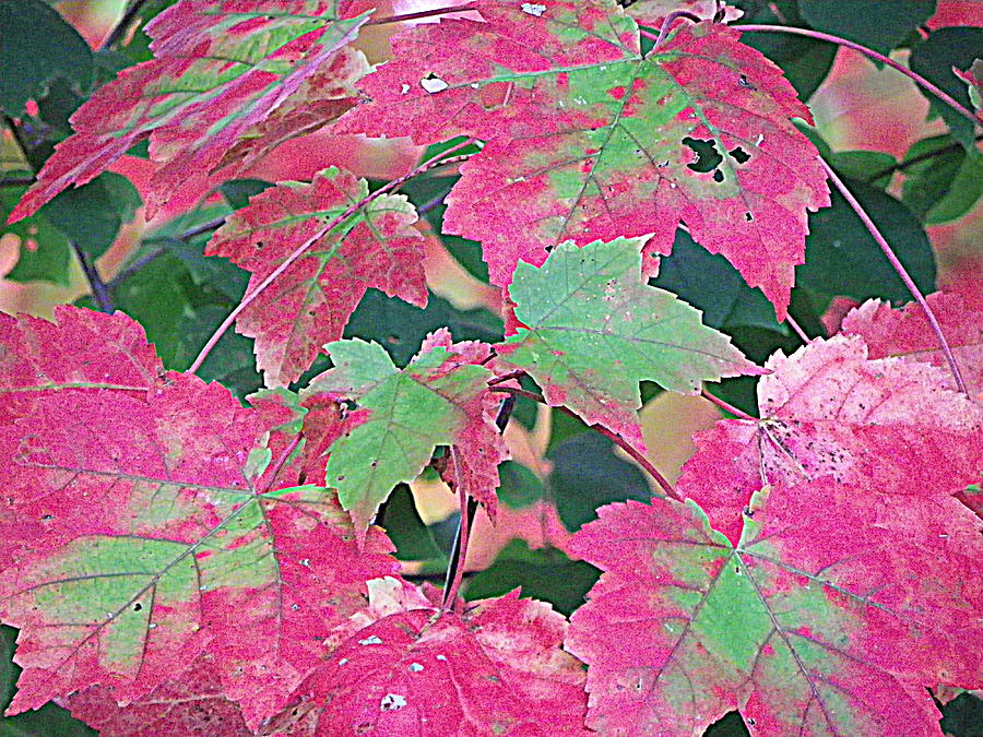Changing Leaves Photograph by Constance Jackson Fine Art America