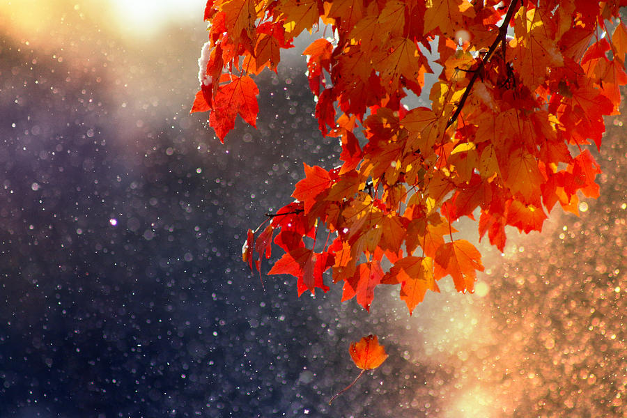 Changing Seasons Photograph by Rob Blair