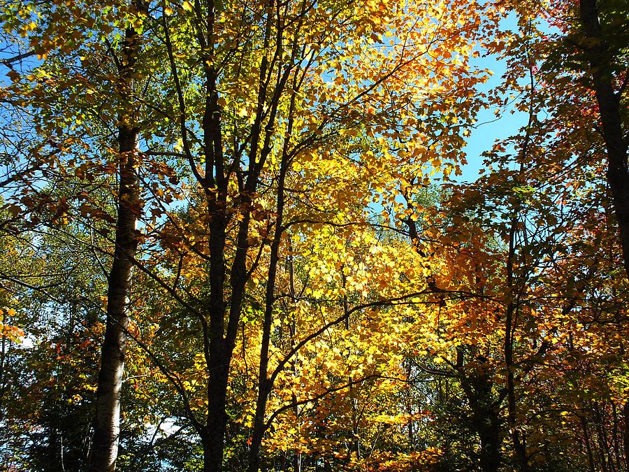 Changing Trees Photograph by Gene Cyr - Fine Art America