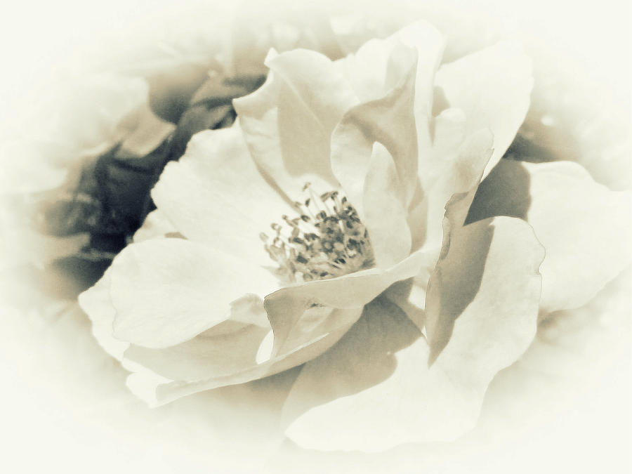 Changling Rose Photograph by Carol Senske