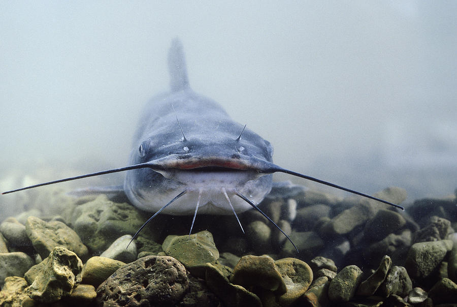 Channel Catfish Photograph by Dan Guravich