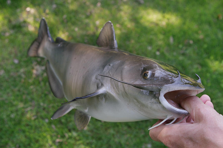Channel Catfish Photograph by GeorgePeters