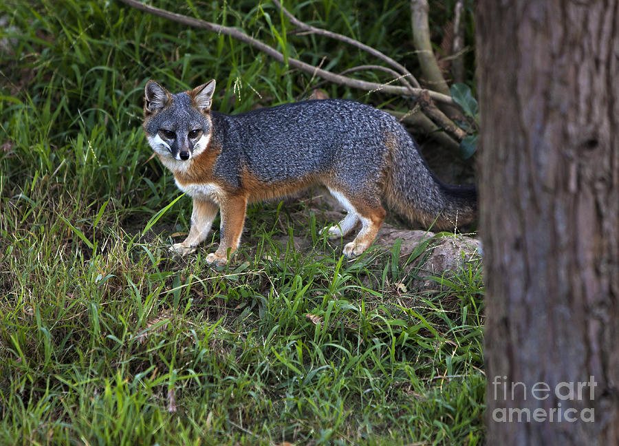 Wildlife Photograph - Channel Island Fox by David Millenheft