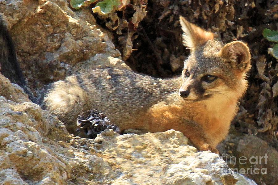 Channel Islands Fox Nap Photograph by Adam Jewell