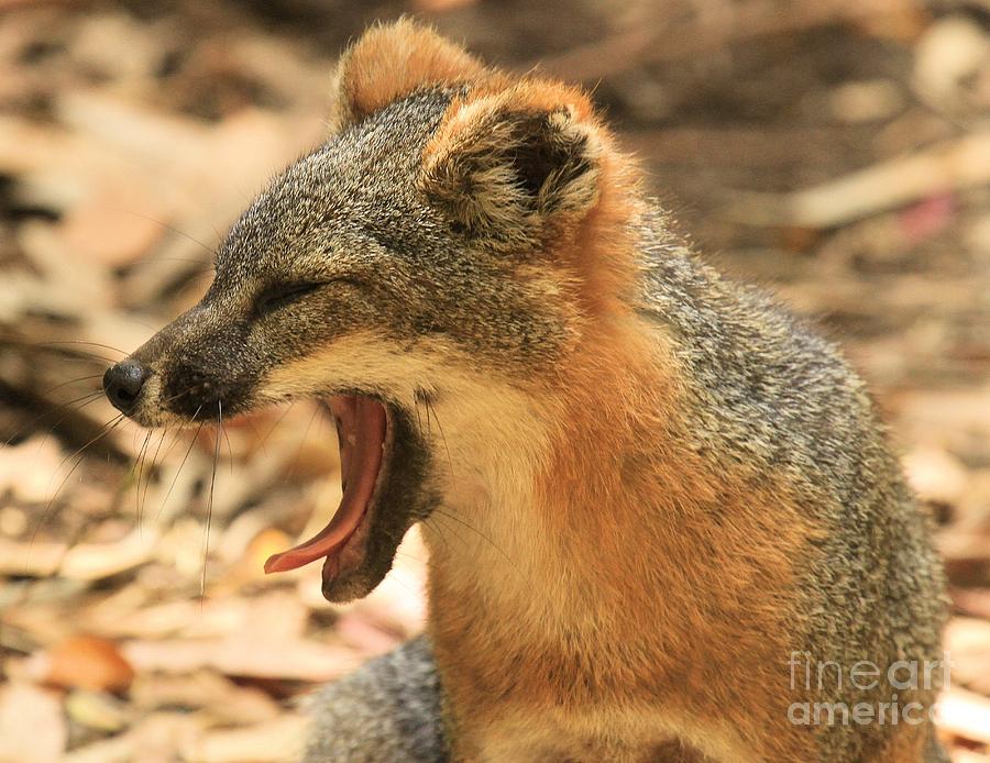 Channel Islands Fox Yawn Photograph by Adam Jewell