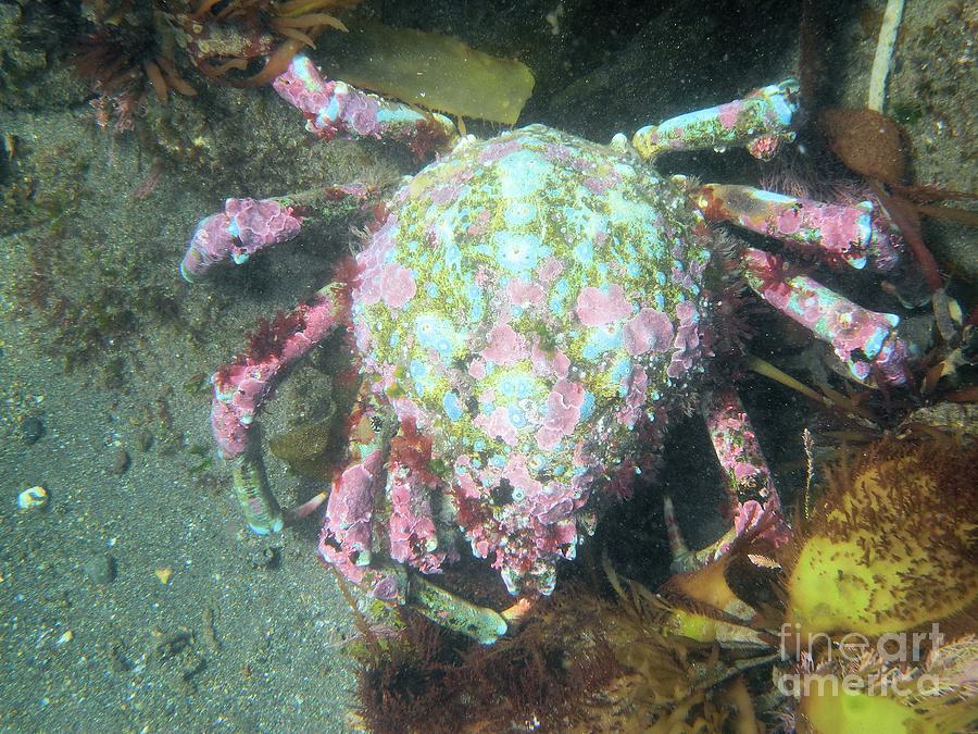 Channel Islands National Park Photograph - Channel Islands Painted Crab by Adam Jewell