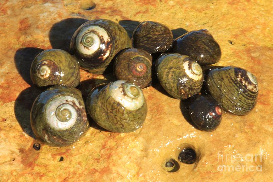 Channel Islands Snails Photograph by Adam Jewell