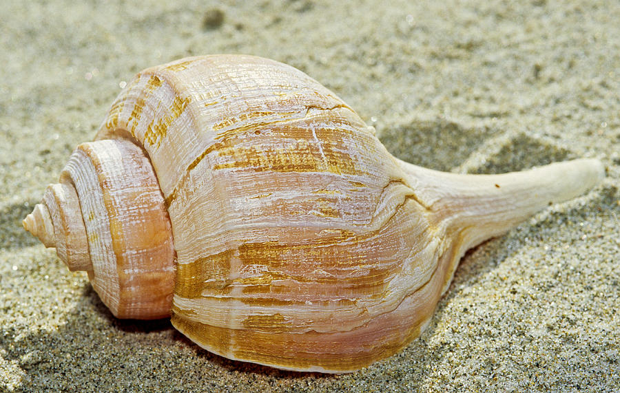 Channeled Whelk Photograph by Andrew J. Martinez