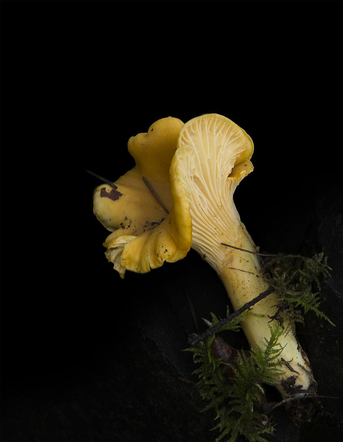 Chanterelle Mushroom Photograph by Angie Vogel