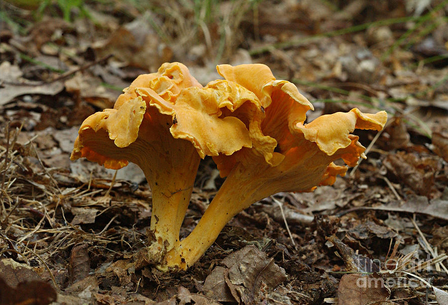 Chanterelle Mushroom Cantharellus Photograph by Susan Leavines