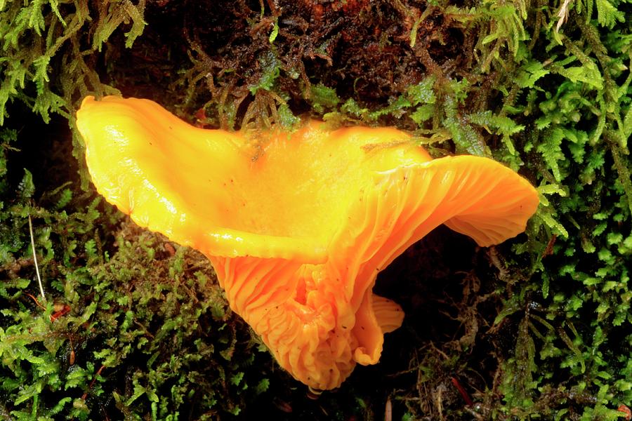 Mushroom Photograph - Chanterelle Mushroom by John Wright