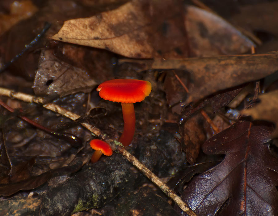 Mushroom Photograph - Chanterelle waxy cap mushroom by Flees Photos