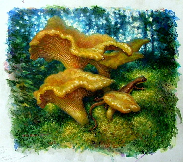 Mushroom Painting - Chanterelles and Rough-skinned Newt by D Brent Burkett