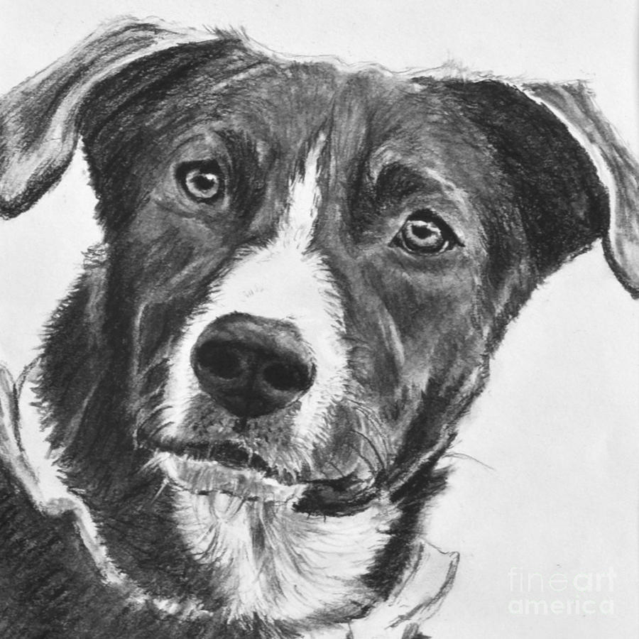 Charcoal Dog Shepherd Drawing by Kate Sumners