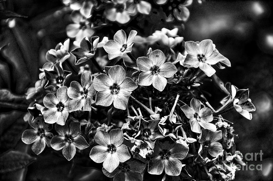 Charcoal Flowers Photograph by Brenda Kean