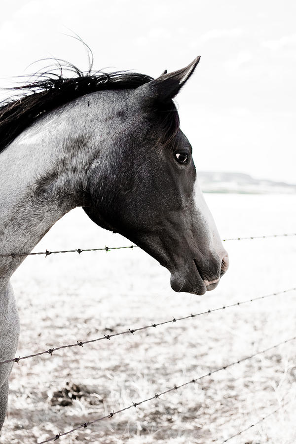 Horse Photograph - Charcoal Pony by Jesska Hoff