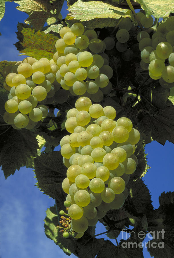 Chardonnay Wine Grapes Photograph by William H. Mullins