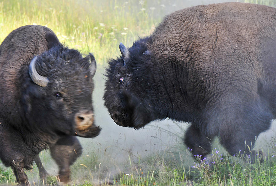 Charging Buffalos Fight in Yellowstone Photograph by Ginger Wakem