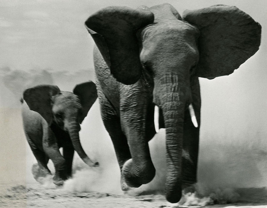 Charging Elephants Photograph by Norman Myers