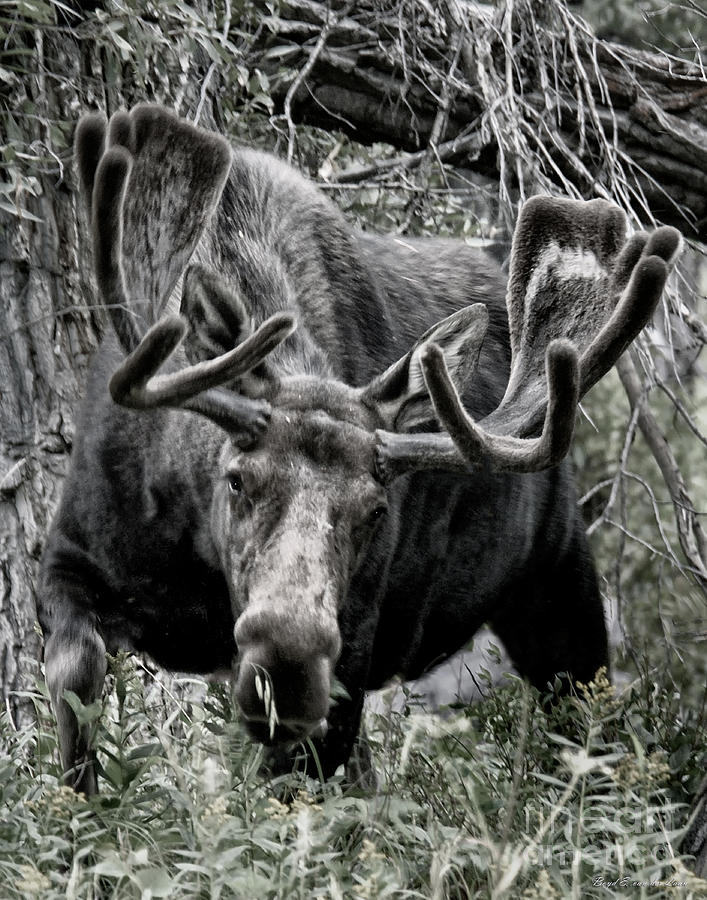 Charging Moose Photograph by Boyd E Van der Laan - Pixels