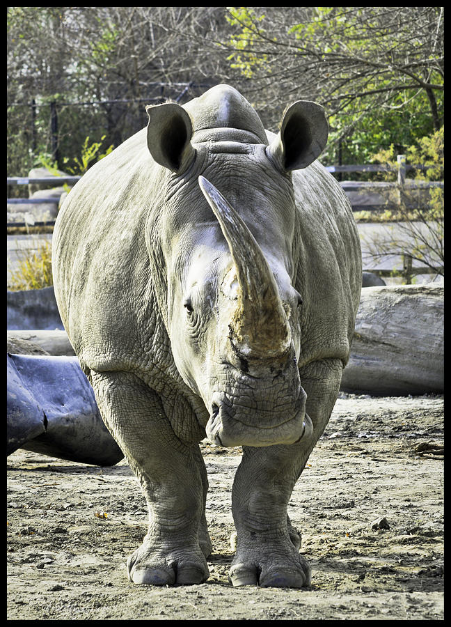 Charging Rhinoceros Photograph