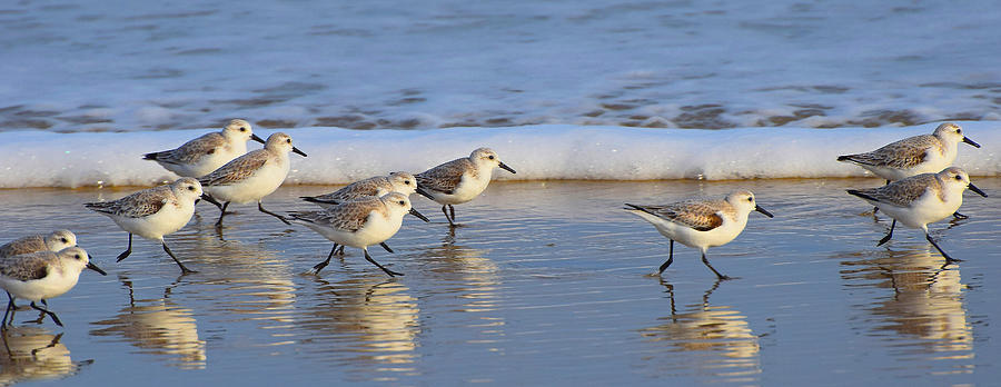 Wildlife Photograph - Running of the Sanderlings by Mary Catherine Miguez