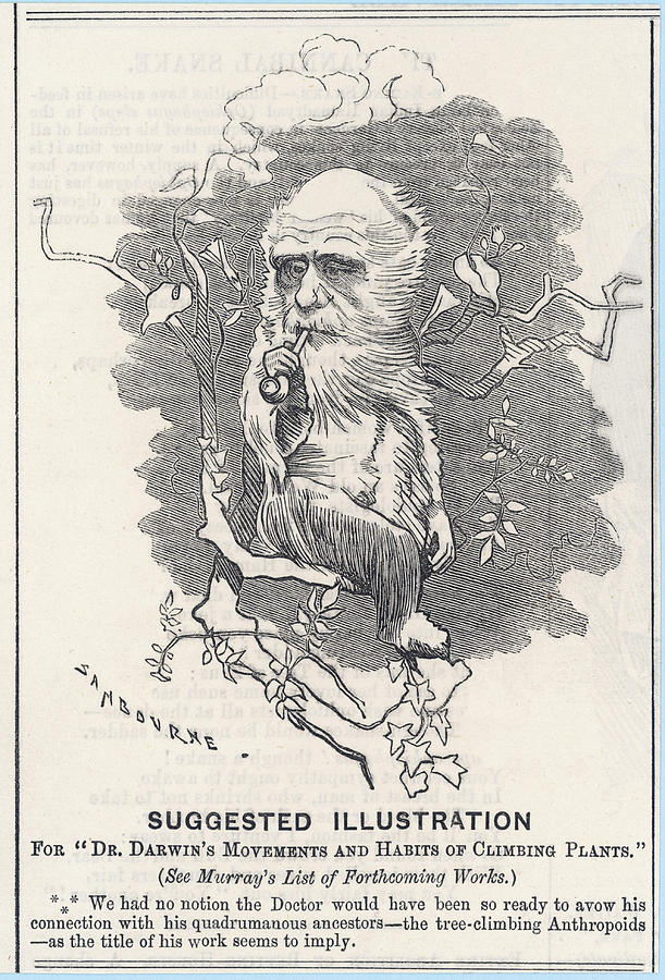 Charles Darwin (18091882) Depicted Drawing by Mary Evans Picture