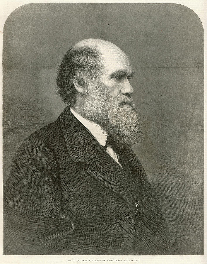 Charles Darwin (18091882) English Drawing by Illustrated London News