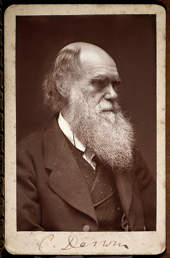 Charles Darwin Photograph by Paul D Stewart