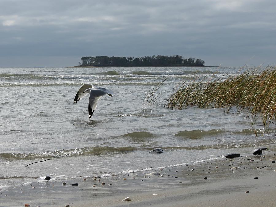 Seagull Photograph - Charles Island by Dee Mac G
