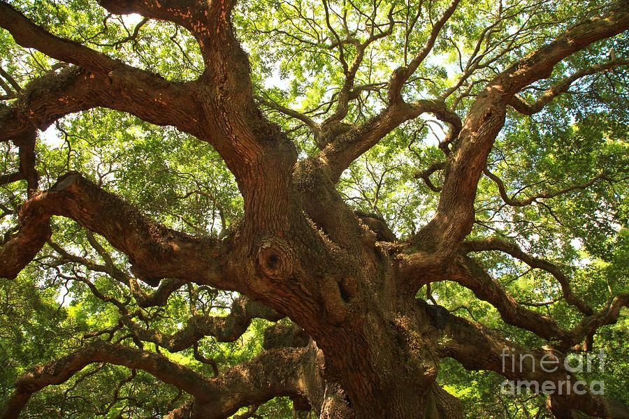 Charleston Angel Oak Photograph by Adam Jewell