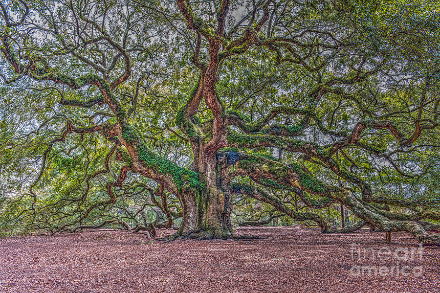 Charleston Angel Oak Photograph