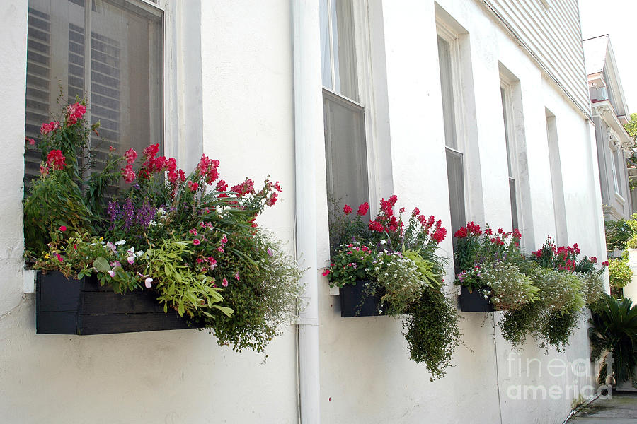 Charleston Houses Photograph - Charleston French Quarter Historic District Dreamy Flowers Window Boxes  by Kathy Fornal