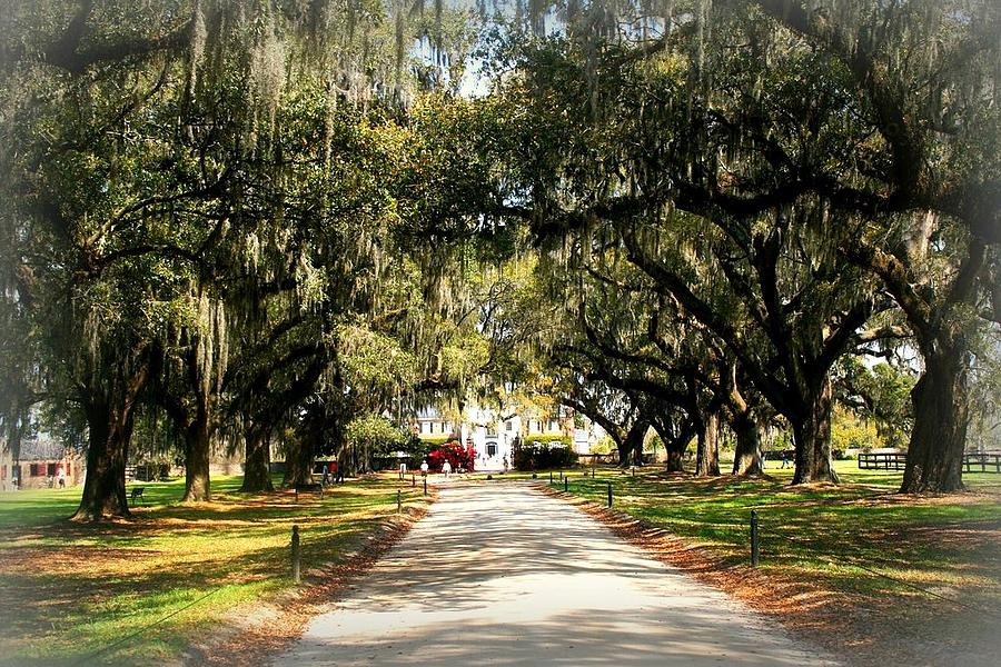 Charleston Oaks Photograph by Annie Patz - Fine Art America