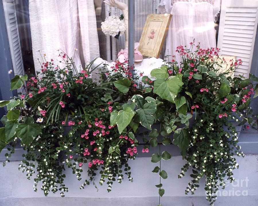 Charleston Romantic Floral Window Box Flowers Vintage Cottage Chic Flower Box  Photograph by Kathy Fornal