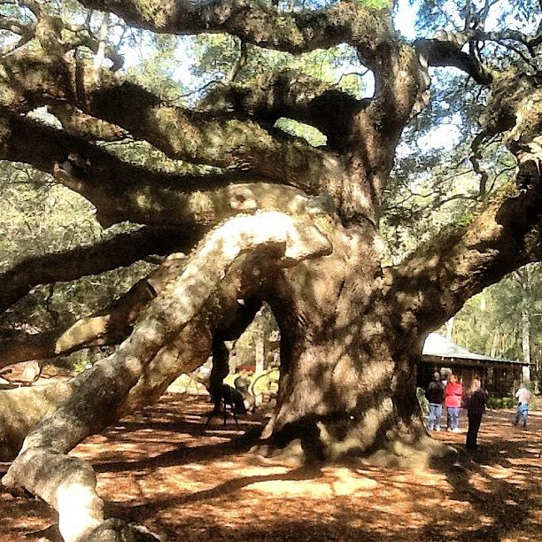 Tree Photograph - Charleston, Sc - Bow by Trey Kendrick