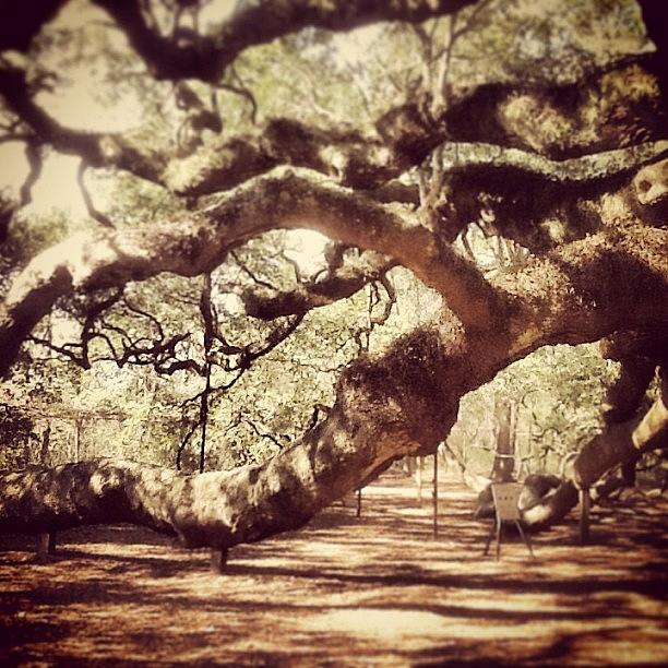Tree Photograph - Charleston, Sc - Swing Low by Trey Kendrick