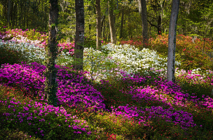 Charleston SC Azalea Flowers and Sunlight - Fairytale Forest Photograph by Dave Allen