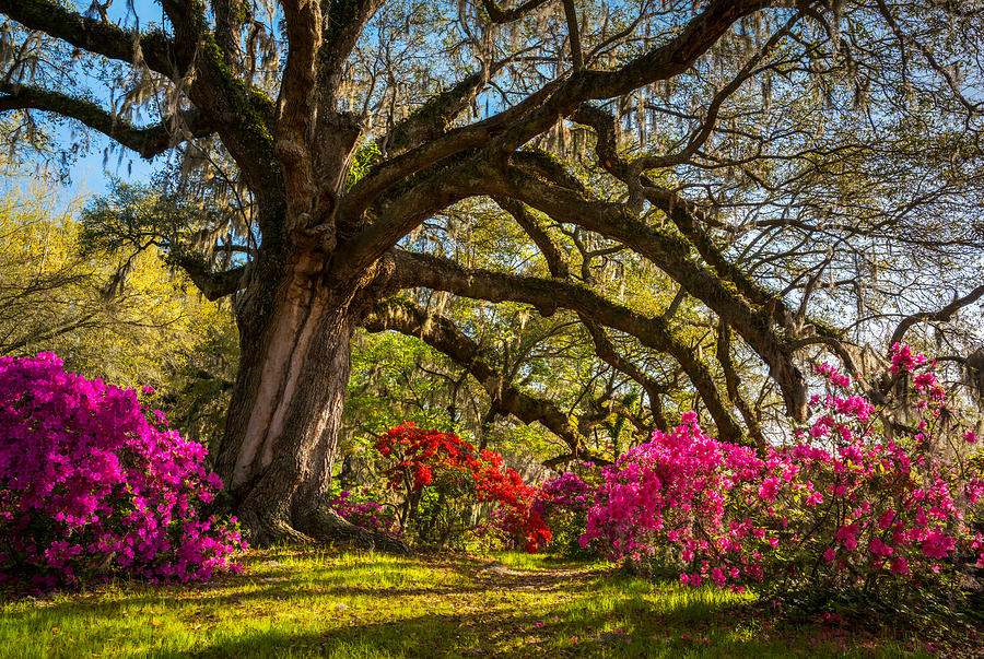 Flower Photograph - Charleston SC Magnolia Plantation - Southern Hospitality by Dave Allen