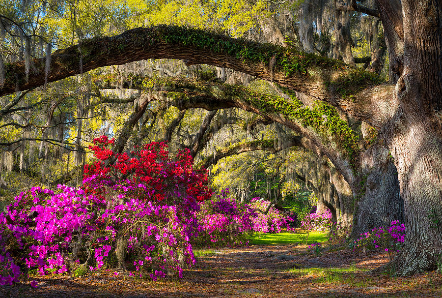 Charleston Photograph - Charleston SC Spring Azalea Flowers - A Servants Grace by Dave Allen