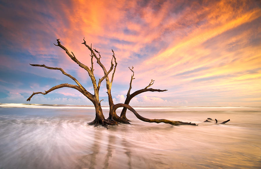 Charleston SC Sunset Folly Beach Trees - The Calm Photograph by Dave Allen