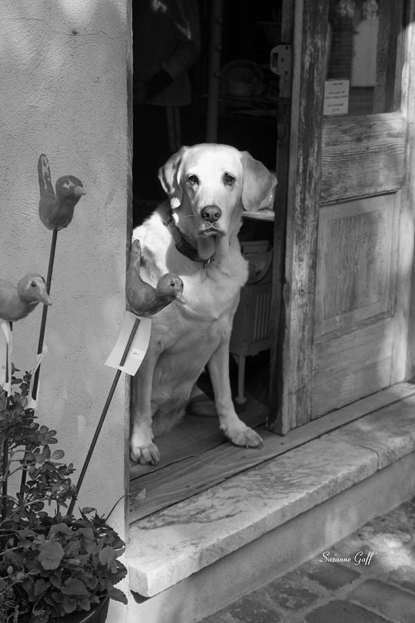 Bird Photograph - Charleston Shop Dog in Black and White by Suzanne Gaff