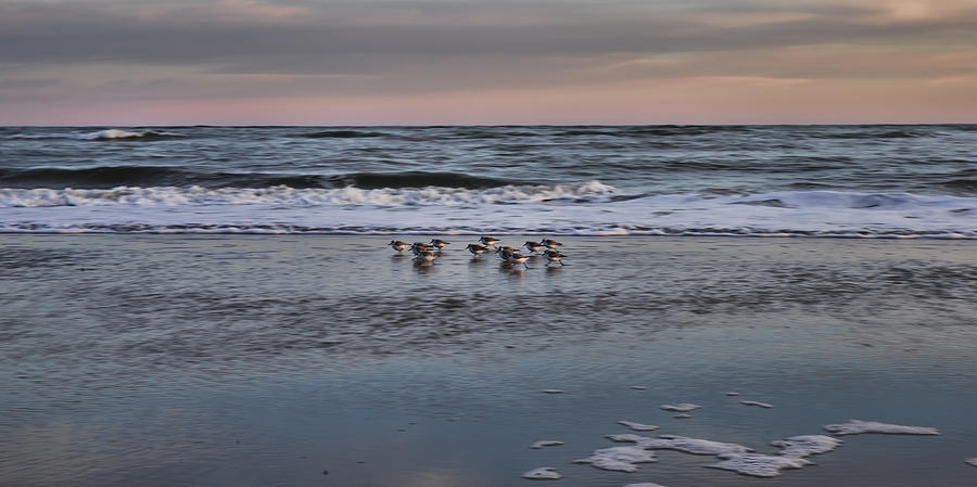 Charleston Shore Birds Photograph by Evie Carrier