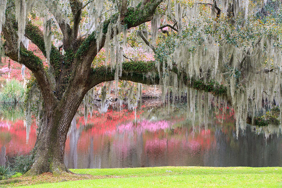 Charleston South Carolina Live Oak Tree Photograph by Carol VanDyke