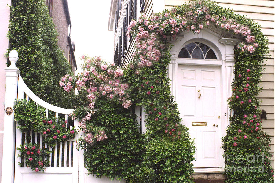 Charleston Photograph - Charleston South Carolina Climbing Roses Arbor Door by Kathy Fornal
