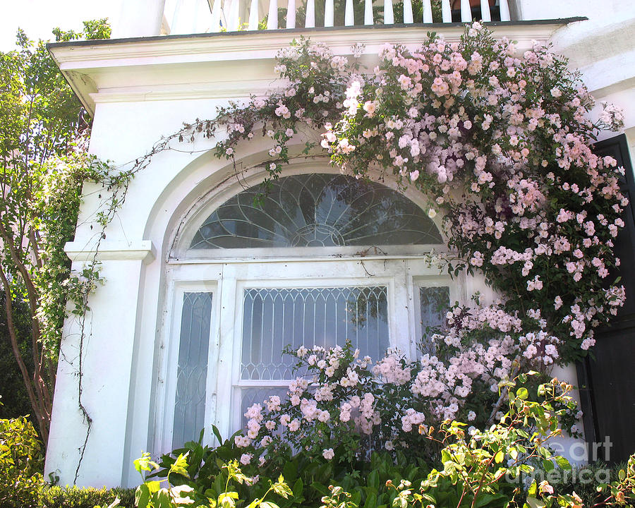 Rose Photograph - Charleston South Carolina Window Climbing Roses by Kathy Fornal